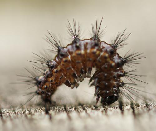 Réf. 350 685 : Acronicta rumicis